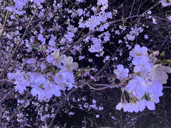 🌸🌸 鶴舞公園と桜祭り 🌸🌸