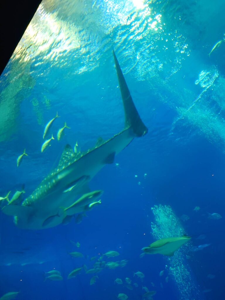 【従業員レポート】沖縄旅行に行ってきました🌺